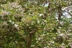 Lagerstroemia microcarpa